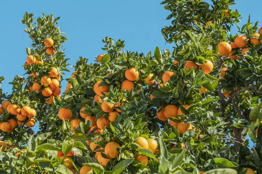 Oranges