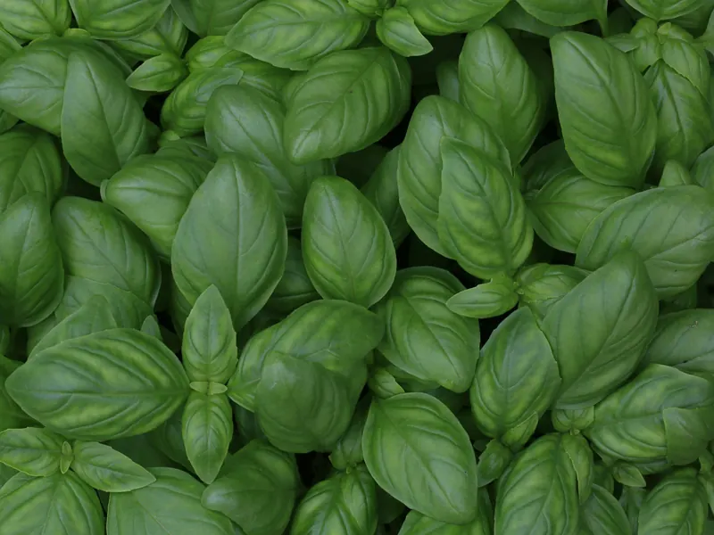 Basil