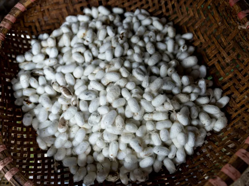 Dry Beans