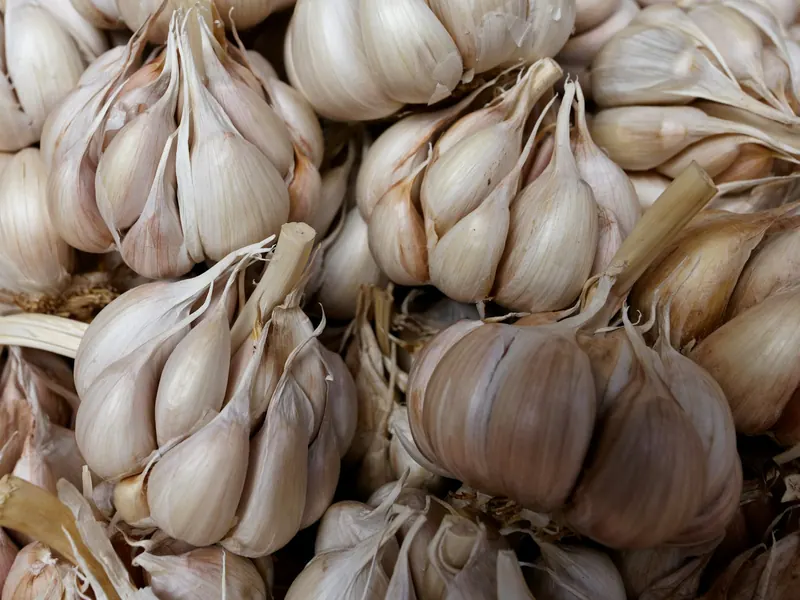 Garlic
