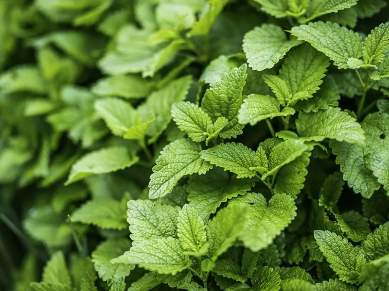 Mint