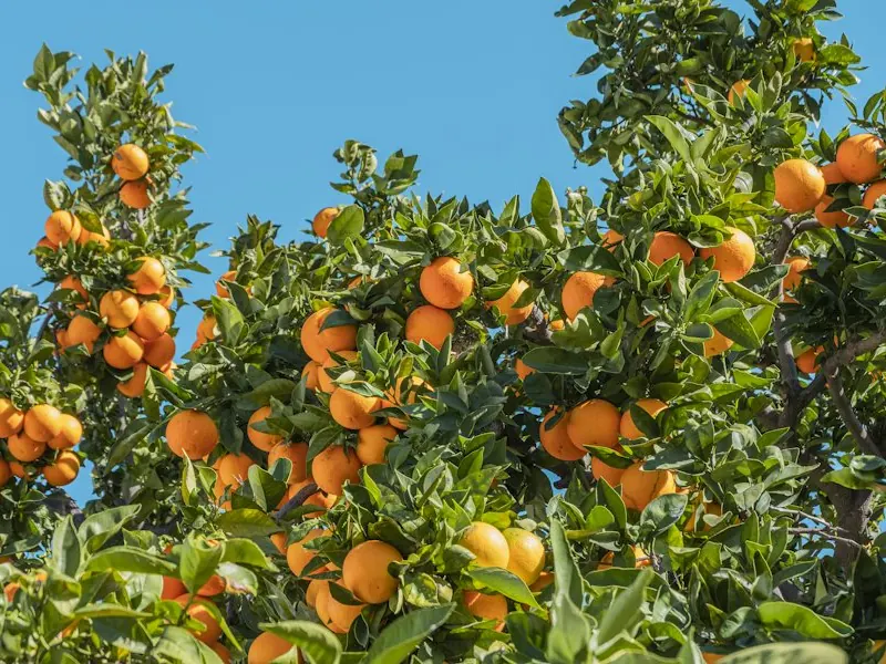 Oranges